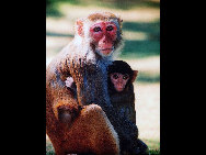 Located on the Nanwan peninsula, 14 kilometers south of Lingshui County, Monkey Island is a state-protected and only nature reserve for macaque monkeys in the world. Established in 1965, the island has become a popular tourist destination. More than 400 kinds of plants and fruits, 100 animals and numerous grottos make the island a perfect paradise for monkeys.[老愚/bbs.fengniao]