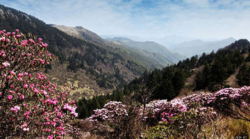 Shennongjia Nature Reserve