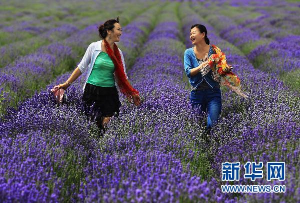 Lavenders are in full bloom in the Ili Kazak Autonomous Prefecture, Xinjiang Uygur Autonomous Region. The prefecture is home to China's largest lavender cultivations. Every year in mid June, the purple lavender mist fills the air with a beautiful fragrance, attracting large numbers of tourists. [Photo:Xinhua] 
