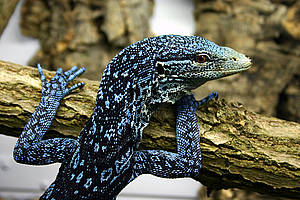The most striking new reptiles identified in New Guinea in the last decade are the three new monitor lizards discovered on tiny islands off the Vogelkop (Bird's Head) Peninsula of Papua in Indonesia. [WWF] 