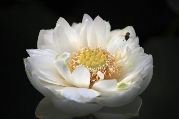 Photo taken on June 25, 2011, shows a &apos;space lotus&apos; flowerin a wetland park in Dazu County, southwest China&apos;s Chongqing Municipality. The &apos;space lotus&apos; were cultivated from the lotus seeds carried back by a recoverable satellite. The lotus plants of various breeds are in full bloom recently, attracting numerous visitors. [Xinhua]