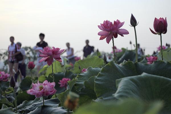 Visitors watch the &apos;space lotus&apos; in a wetland park in Dazu County, southwest China&apos;s Chongqing Municipality, June 25, 2011.