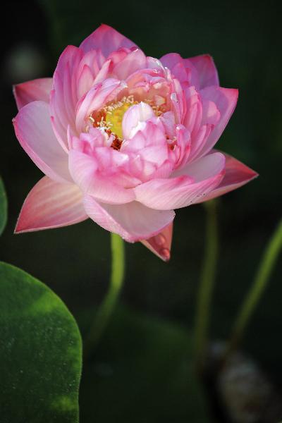 Photo taken on June 25, 2011, shows a &apos;space lotus&apos; flower in a wetland park in Dazu County, southwest China&apos;s Chongqing Municipality. 