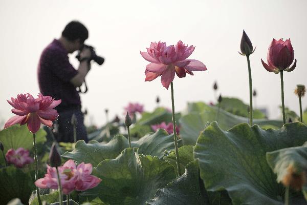 A visitor takes photos of the &apos;space lotus&apos; in a wetland park in Dazu County, southwest China&apos;s Chongqing Municipality, June 25, 2011. 