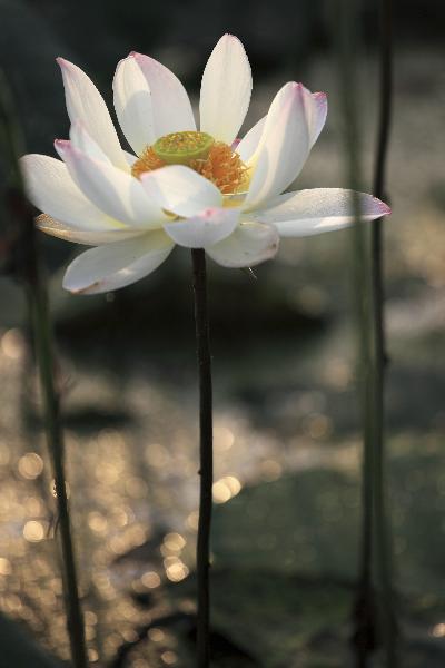 Photo taken on June 25, 2011, shows a &apos;space lotus&apos; flower in a wetland park in Dazu County, southwest China&apos;s Chongqing Municipality. 