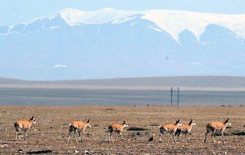 Zonag Lake in Tibet, literally translates as 'the gathering place of the antelope'. Each year, tens of thousands of female antelopes travel long distances to the lake between June and August - to give birth.