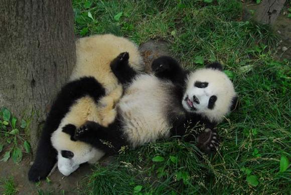 The summer heat provides a perfect excuse for two pandas to relax from their endeavors at a research center in Ya’an, Sichuan province, on Monday. A national panda survey is due to be launched. [China Daily]