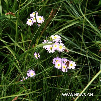 Photo taken on June 28, 2011 shows the flowers at the Lhalu wetland in Lhasa, capital of southwest China&apos;s Tibet Autonomous Region. The Lhalu wetland locates in the north of the city of Lhasa and it covers an area of 12.2 square kilometers. More than 95 percent of the wetland is covered by trees and plants. (Xinhua/Jin Liwang) (zhs) 