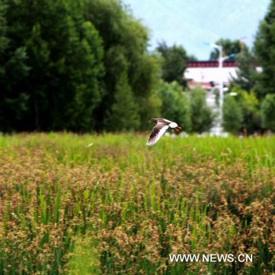 Photo taken on June 28, 2011 shows a flying bird at the Lhalu wetland in Lhasa, capital of southwest China&apos;s Tibet Autonomous Region. The Lhalu wetland locates in the north of the city of Lhasa and it covers an area of 12.2 square kilometers. More than 95 percent of the wetland is covered by trees and plants. 