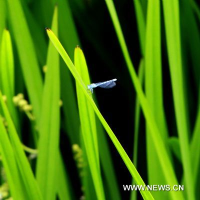 Photo taken on June 28, 2011 shows a dragonfly at the Lhalu wetland in Lhasa, capital of southwest China&apos;s Tibet Autonomous Region. The Lhalu wetland locates in the north of the city of Lhasa and it covers an area of 12.2 square kilometers. More than 95 percent of the wetland is covered by trees and plants. 