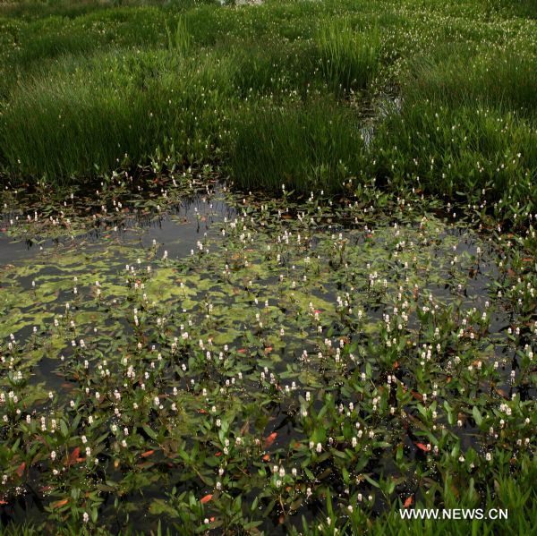 Photo taken on June 28, 2011 shows the flowers at the Lhalu wetland in Lhasa, capital of southwest China&apos;s Tibet Autonomous Region. The Lhalu wetland locates in the north of the city of Lhasa and it covers an area of 12.2 square kilometers. More than 95 percent of the wetland is covered by trees and plants. (Xinhua/Jin Liwang) (zhs) 