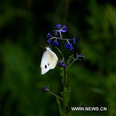 Photo taken on June 28, 2011 shows a butterfly at the Lhalu wetland in Lhasa, capital of southwest China&apos;s Tibet Autonomous Region. The Lhalu wetland locates in the north of the city of Lhasa and it covers an area of 12.2 square kilometers. More than 95 percent of the wetland is covered by trees and plants. 