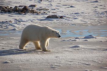 A female polar bear walks in the tidal area along Canada’s Hudson Bay, waiting for ice to form, November 2010. [Polar Bears International] 