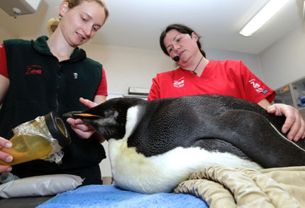 Wellington Zoo resident vet Dr Baukje Lenting (left) and Dr Lisa Argilla, manager of veterinary science, care for an Antarctic penguin yesterday that stranded on a New Zealand beach.[Shanghai Daily] 