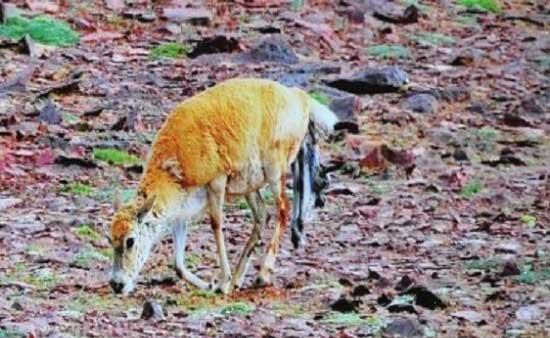 An exclusive piece of footage recording the whole process of a Tibetan antelope giving birth to a little baby antelope was captured by CCTV without disturbing the animals. [CNTV]
