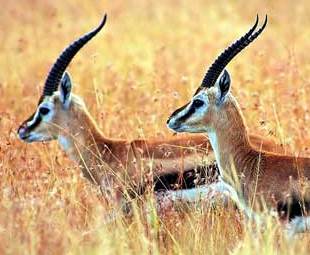 Witness: Tibetan antelope birthing season