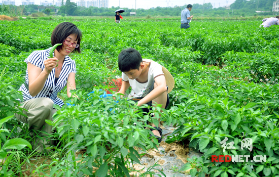 File photo: Urbanites take to farming to ensure food safety