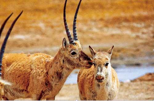 The Zonag Lake nature reserve is equipped with supervision facilities which allow staff and volunteers to observe the birthing process and the early life of the newborn antelopes.