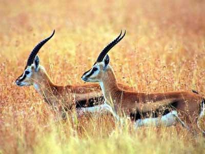 The Zonag Lake nature reserve is equipped with supervision facilities which allow staff and volunteers to observe the birthing process and the early life of the newborn antelopes.