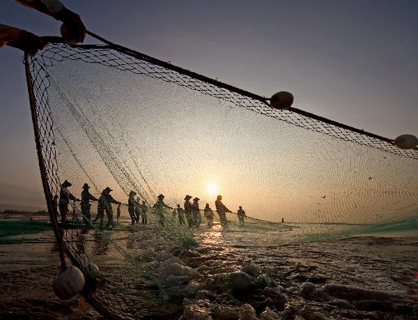 Fishermen cast a net to harvest fish in Dacheng Town of Raoping County, south China&apos;s Guangdong Province, July 2, 2011. 