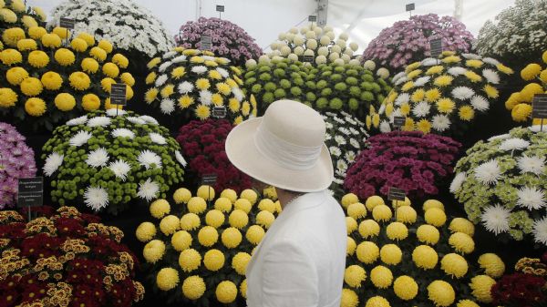 A visitor looks at a stand displaying Chrysanthemums on press day at the Hampton Court Palace Flower Show at Kingston-upon-Thames in south west London A visitor looks at a stand displaying Chrysanthemums on press day at the Hampton Court Palace Flower Show at Kingston-upon-Thames in south west London July 4, 2011. REUTERS Luke MacGregor(BRITAIN - Tags: ENVIRONMENT SOCIETY) 2:122 Caption writer LM/JV 2:130 Image type 3S 2:135 Language identifier en 