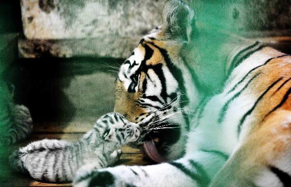 A female Siberian tiger licks a baby Bengali white tiger in the Heilongjiang Siberian Tiger Garden in northeast China's Heilongjiang Province, July 4, 2011. Five baby Bengali white tigers were born on July 1 in the Heilongjiang Siberian Tiger Garden, the world's biggest Siberian tiger garden, which is the first time in the history of the garden. The Siberian tiger is now suckling the five baby tigers for the mother Bengali white tiger is lack of latex. [Xinhua] 