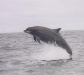 Bottlenose dolphins are among those species threatened by hydrocarbon exploitation. [wildlifeextra.com] 