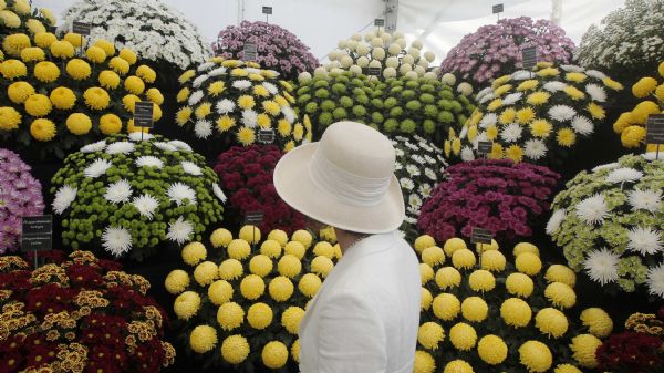 A visitor looks at a stand displaying Chrysanthemums on press day at the Hampton Court Palace Flower Show at Kingston-upon-Thames in south west London July 4, 2011. [Xinhua/Reuters] 