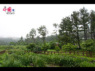 Jeju Island remains green most time around the year, and the lingering drizziles retain the moisture in the air. [François Chen / China.org.cn]