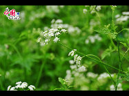A wild flower thriving with the abudant rainfalls as the summer approaches the tiny Jeju Island (Chejudo in Korean) off the southern coast of the South Korea. [François Chen / China.org.cn]