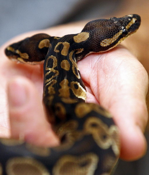A Royal python which was born with two heads, is pictured on the ground at the reptile and amphibian shop of Stefan Broghammer in Weigheim near Stuttgart July 4, 2011.