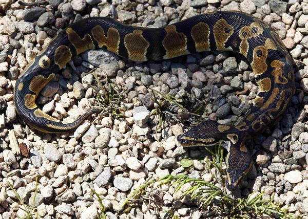 A Royal python which was born with two heads, is pictured on the ground at the reptile and amphibian shop of Stefan Broghammer in Weigheim near Stuttgart July 4, 2011.