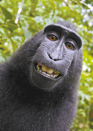 A black macaque monkey grins in her self-portrait. The female black macaque monkey in a national park in North Sulawesi took a visiting photographer&apos;s unattended camera and managed to take a lot of hilarious self-portraits. [cjmp.cnhan.com] 