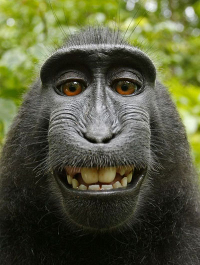 A crested black macaque smiles for his self-portrait while using the camera belonging to photographer David Slater in an Indonesian national park. [Agencies]