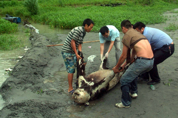 People attempt to move the waterlogged body of a giant panda that was likely killed in rain-triggered floods and mudslides in Sichuan province. The animal's body was found in Zipingpu Reservoir in Yingxiu township, Wenchuan county, Sichuan, on Tuesday, July 5, 2011. [China Daily] 