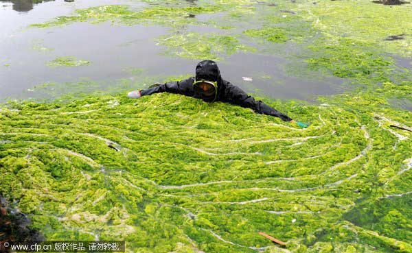 Overgrown enteromorpha — a kind of green algae, also commonly known as sea lettuce — fills a breeding pond in Qingdao city, East China&apos;s Shandong province, July 6, 2011. Cleanup efforts are being made to prevent the algae from covering the water surface, which would deprive the sea cucumbers of oxygen. Piles of the algae were found on the beaches of Qingdao city on July 6. As part of the clean-up work, nearly 200 tons of enteromorpha were collected in one day from Qingdao Silver Beach.[CFP] 