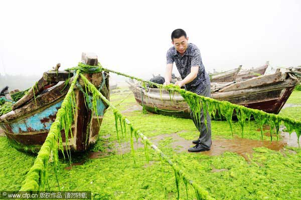 A staff member of a seafood breeding company cleans up algae off the boats.[CFP]