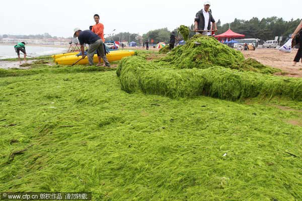 People help clean algae on the beach in Qingdao city, East China&apos;s Shandong province, July 6, 2011. [CFP]