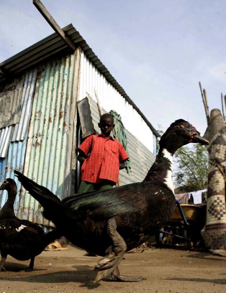 A boy looks at his ducks in front of his home in the southern Sudanese city of Juba, July 8, 2011. Sudanese government on Friday officially announced its recognition of South Sudan as an independent state with sovereignty as of Saturday based on the borderline of Jan. 1, 1956. (Xinhua/Nasser Nouri)