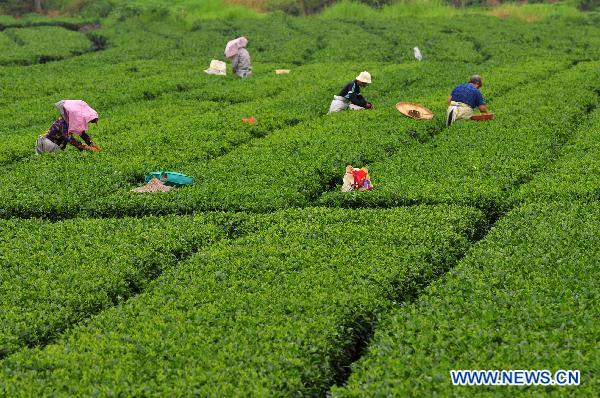 Farmers pick summer tea in a tea plantation in Zhaoping County, southwest China's Guangxi Zhuang Autonomous Region, July 10, 2011. Tea farmers in Zhaoping were busy harvesting in some 6,600 hectares of tea plantation recently. [Xinhua/Huang Xuhu]
