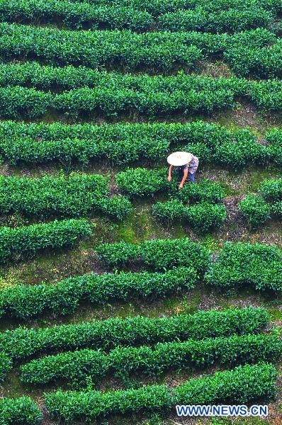 A farmer picks summer tea in a tea plantation in Zhaoping County, southwest China's Guangxi Zhuang Autonomous Region, July 10, 2011. Tea farmers in Zhaoping were busy harvesting in some 6,600 hectares of tea plantation recently. [Xinhua/Huang Xuhu]