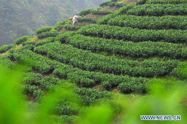 A farmer picks summer tea in a tea plantation in Zhaoping County, southwest China's Guangxi Zhuang Autonomous Region, July 10, 2011. Tea farmers in Zhaoping were busy harvesting in some 6,600 hectares of tea plantation recently. [Xinhua/Huang Xuhu] 