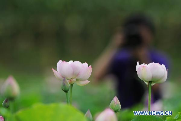 Lotus flowers in blossom are seen during the 25th National Lotus Flowers Exhibition at Dazu County, southeast China's Chongqing Municipality, July 8, 2011. More than 500 different strains of lotus are put on display during the lotus exhibition which is held here from July 8 to September 8. [Xinhua/Chen Cheng]