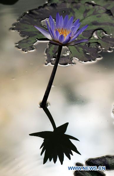 A Lotus flower is reflected in the water during the 25th National Lotus Flowers Exhibition at Dazu County, southeast China's Chongqing Municipality, July 8, 2011. More than 500 different kinds of lotus are exhibited during the lotus exhibition which held here from July 8 to September 8. [Xinhua/Chen Cheng]