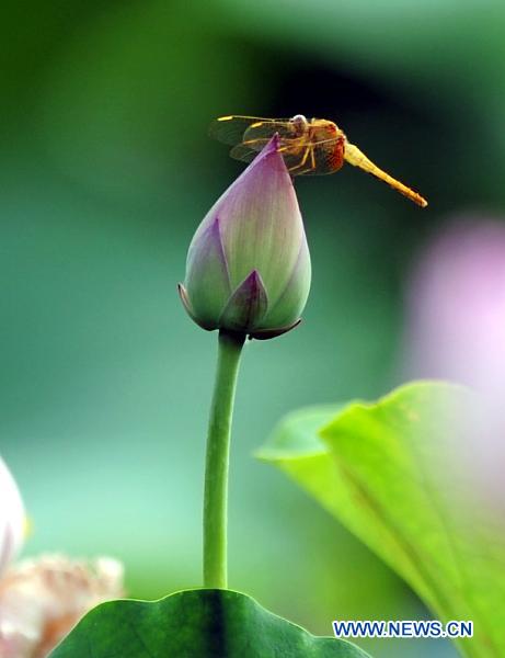 A dragonfly rests on a lotus flower during the 25th National Lotus Flowers Exhibition at Dazu County, southeast China's Chongqing Municipality, July 8, 2011. More than 500 different strains of lotus are put on display during the lotus exhibition which is held here from July 8 to September 8. [Xinhua/Chen Cheng] 