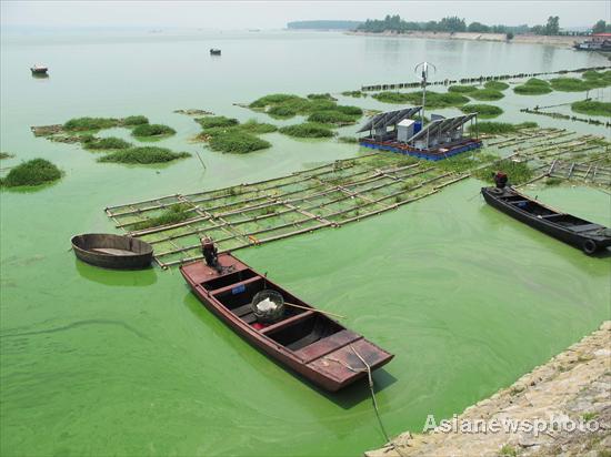 Caohu Lake sees large algae expansion