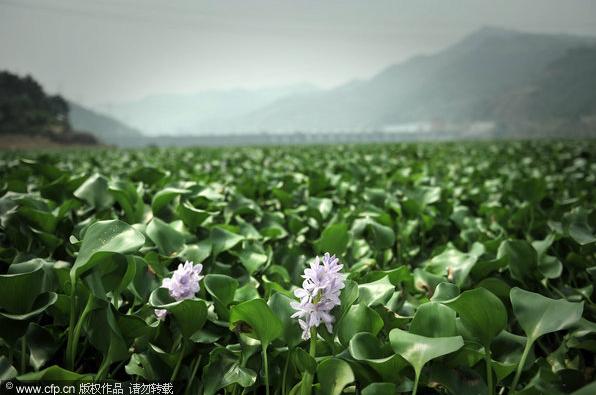 Water hyacinth blocks south China&apos;s Min River in Fujian Province on July 9, 2011. The plants, garbage and branches of trees have put serious impact on shipping at the river. [CFP]