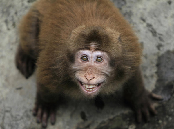 A stump-tailed monkey &apos;smiles&apos; at the camera at Huangshan Mountain scenic spot in East China&apos;s Anhui province, July 10, 2011. The monkey is a species unique to the Huangshan area. [Xinhua]