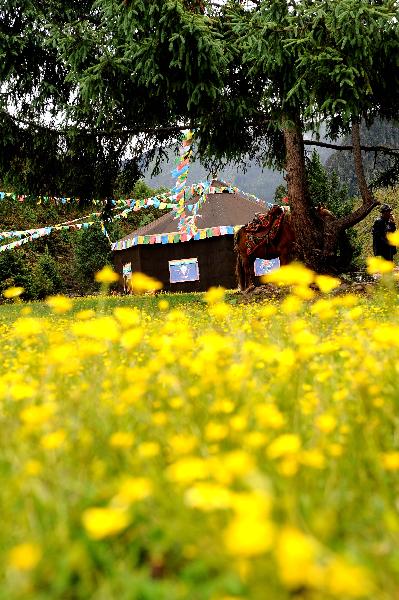 Photo taken on July 3, 2011 shows a tent pitched in a forest in Nyingchi County in southwest China's Tibet Autonomous Region. 