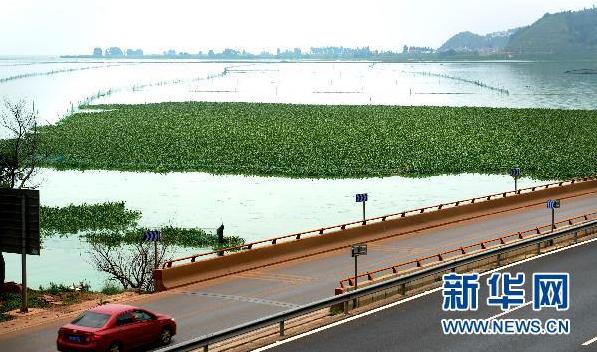 Southwest China&apos;s Yunnan Province widely introduced water hyacinth to manage the serious water pollution in the Tien Lake, the largest freshwater lake in the province. Water hyacinth, which is a free-floating perennial aquatic plant, grows very fast and easily block the flow of a river. It requires good management to turn the bane into boon. [Xinhua]